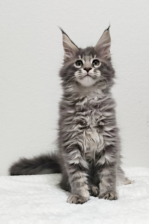 Ash | Maine Coon Kitten