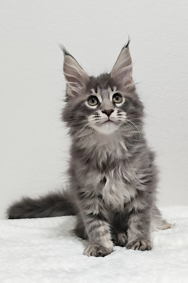 Ash | Maine Coon Kitten