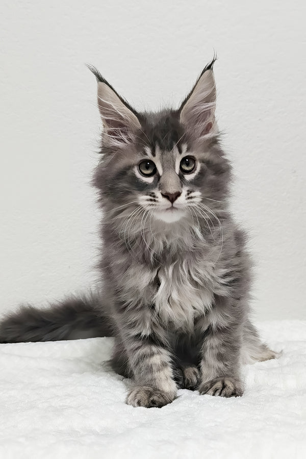 Ash | Maine Coon Kitten
