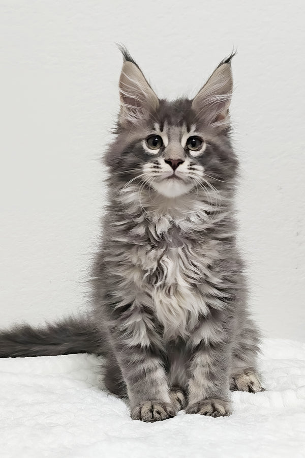 Ash | Maine Coon Kitten