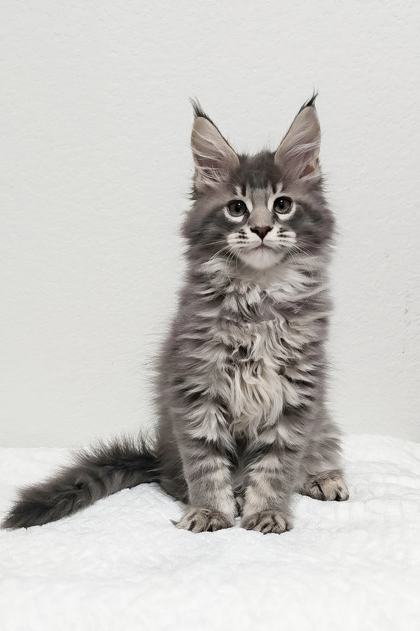 Ash | Maine Coon Kitten