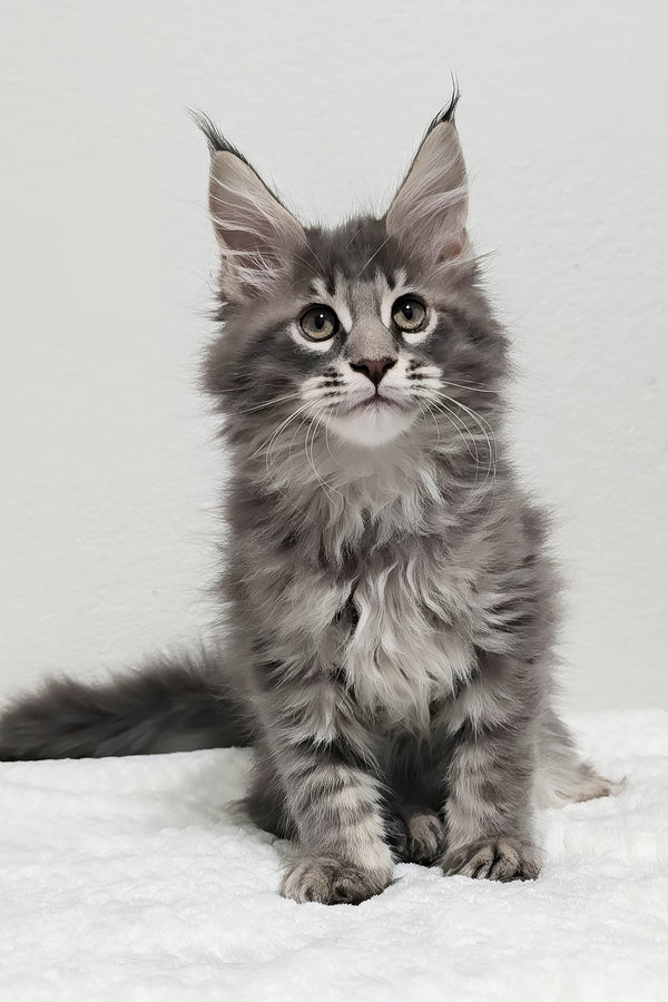 Ash | Maine Coon Kitten
