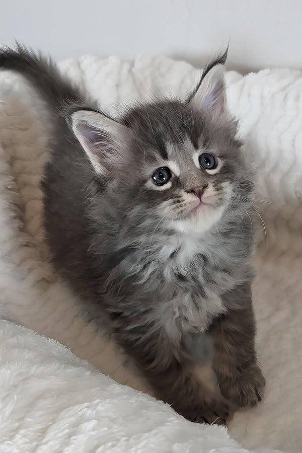 Ash | Maine Coon Kitten