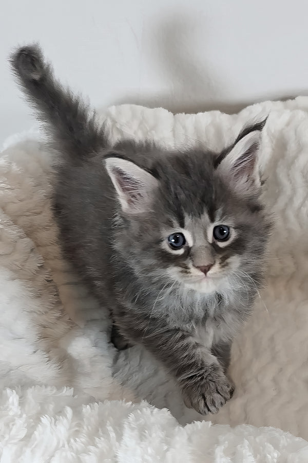 Ash | Maine Coon Kitten
