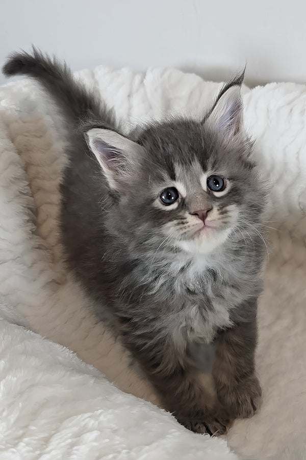Ash | Maine Coon Kitten