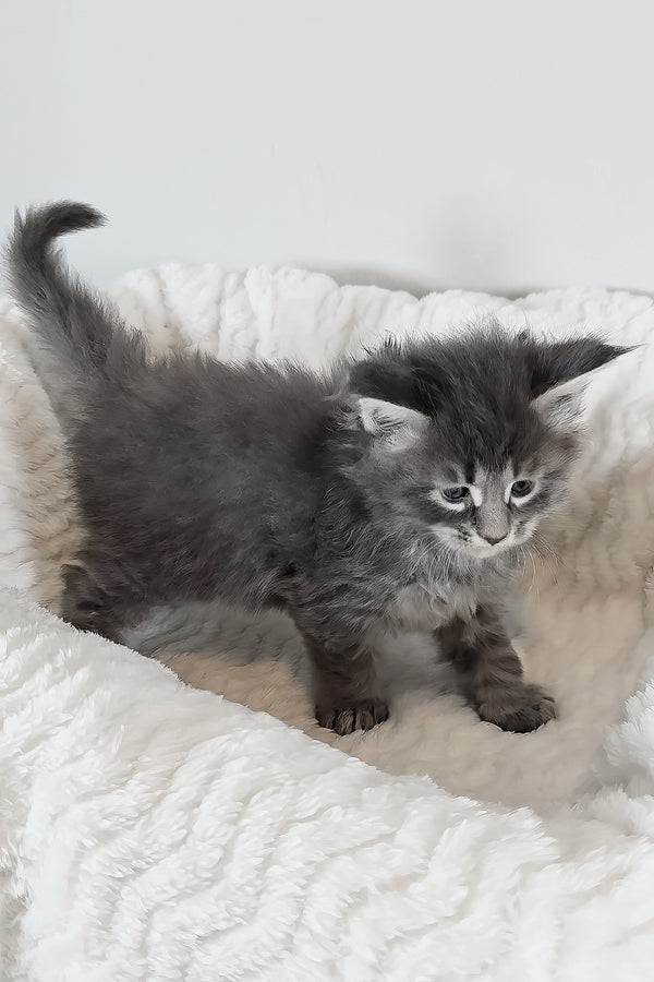 Ash | Maine Coon Kitten