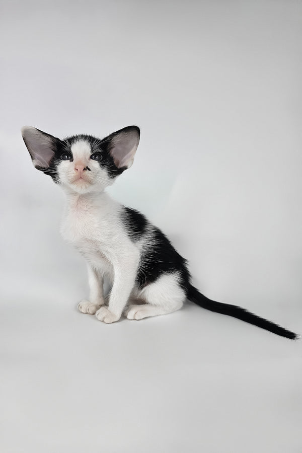 Asher | Oriental Shorthair Kitten