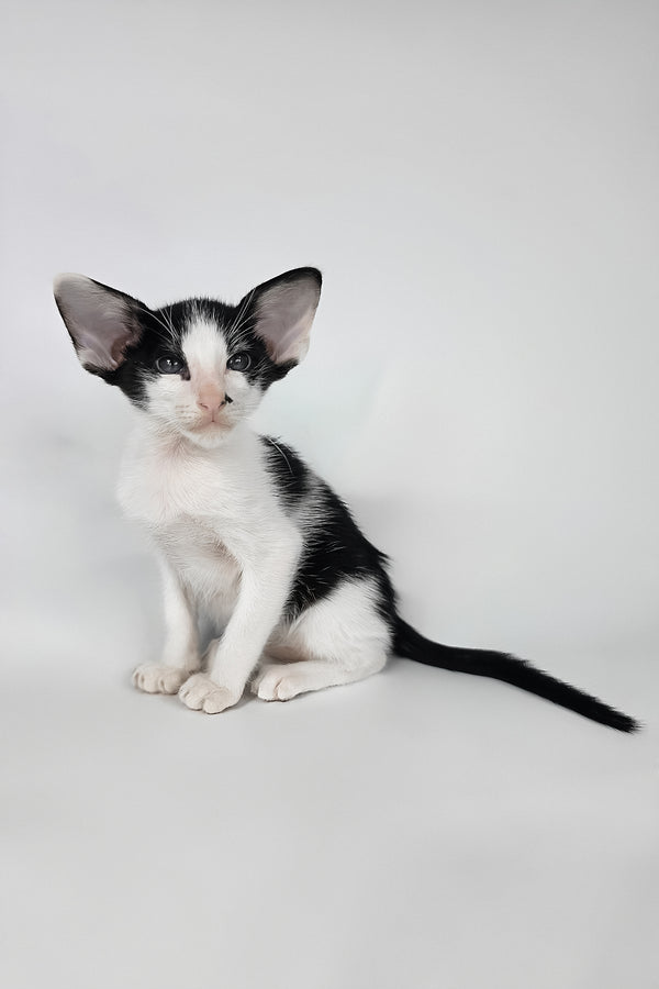 Asher | Oriental Shorthair Kitten