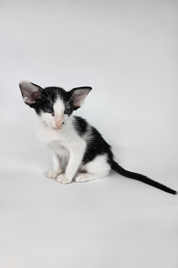Asher | Oriental Shorthair Kitten
