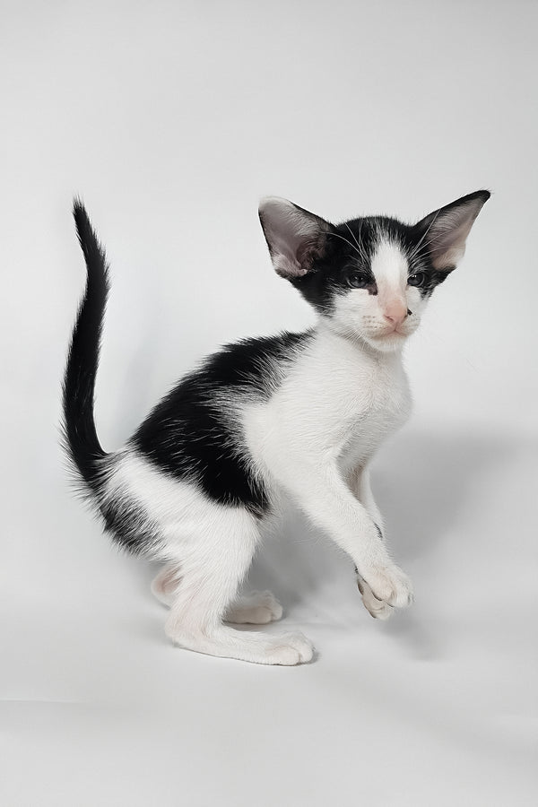 Asher | Oriental Shorthair Kitten
