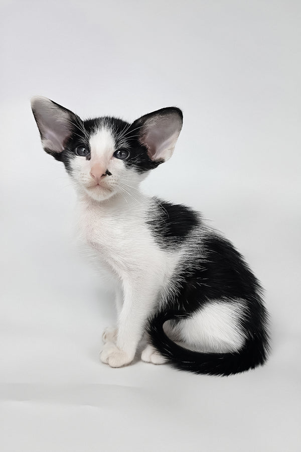 Asher | Oriental Shorthair Kitten