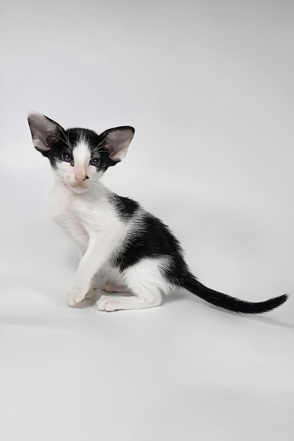 Asher | Oriental Shorthair Kitten
