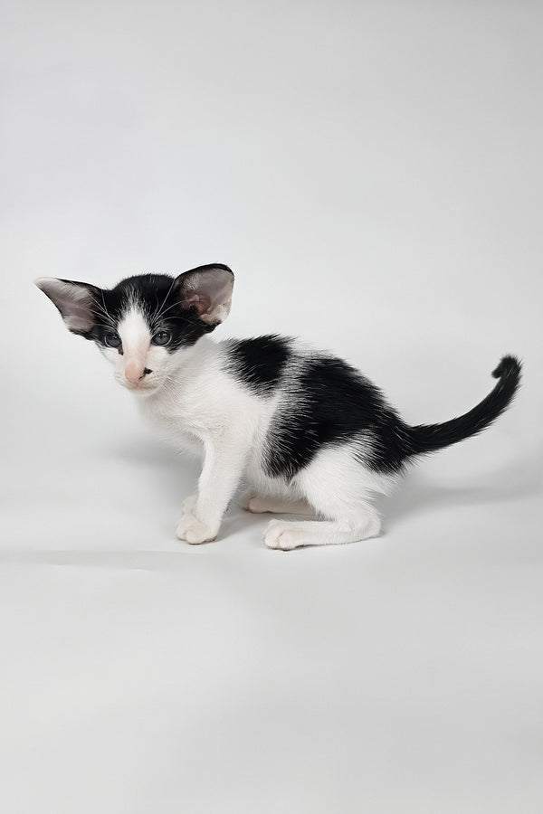 Asher | Oriental Shorthair Kitten