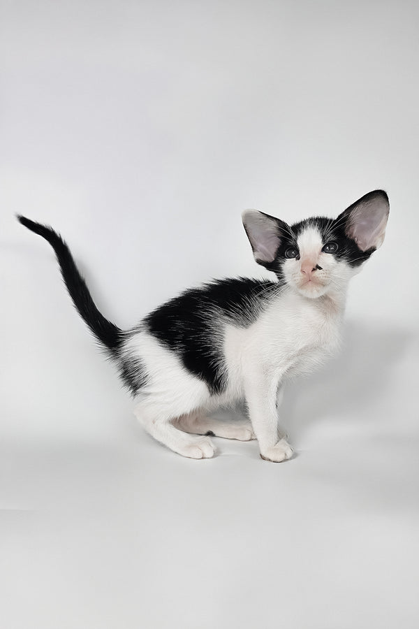 Asher | Oriental Shorthair Kitten