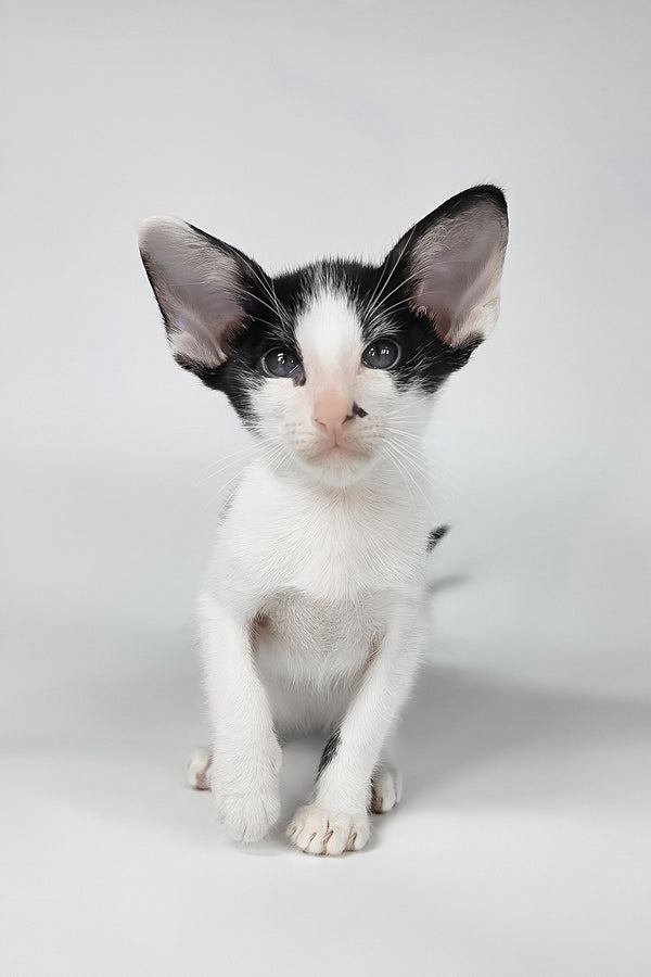 Asher | Oriental Shorthair Kitten