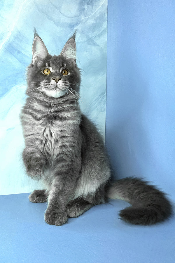 Asher | Maine Coon Kitten