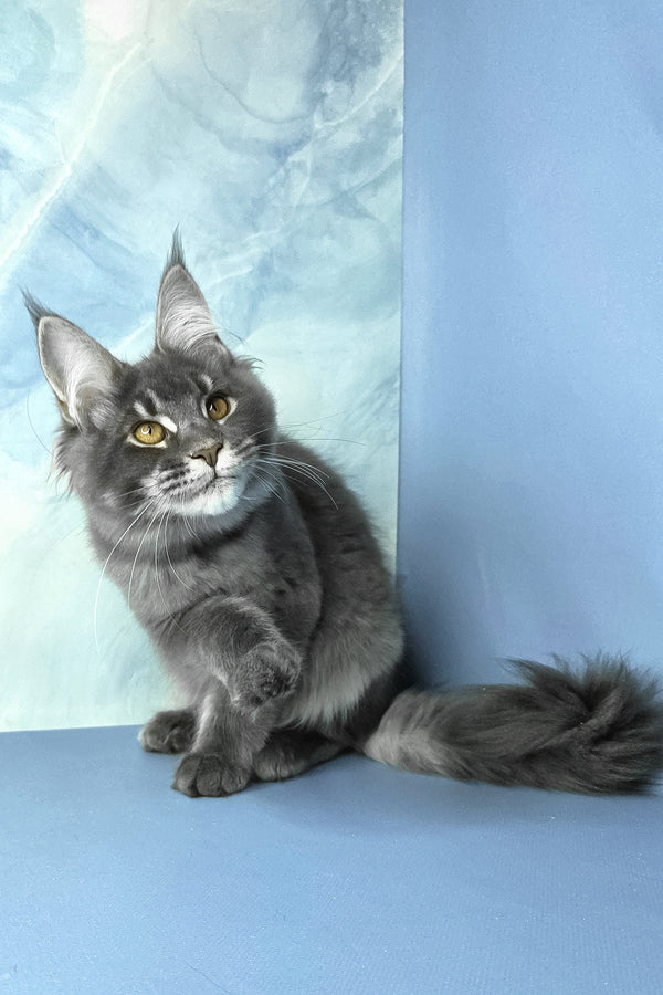 Asher | Maine Coon Kitten