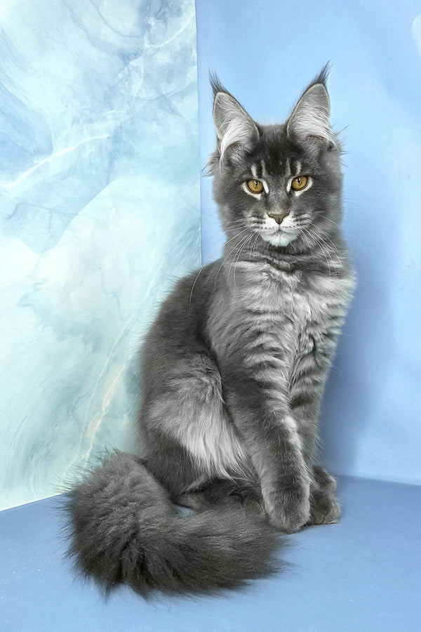 Asher | Maine Coon Kitten