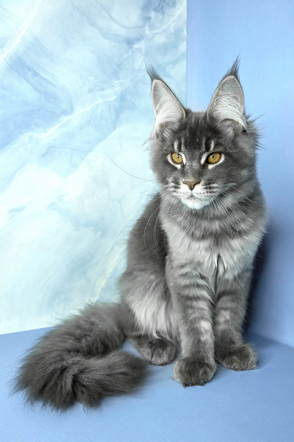 Asher | Maine Coon Kitten