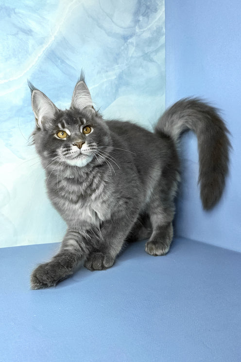 Asher | Maine Coon Kitten