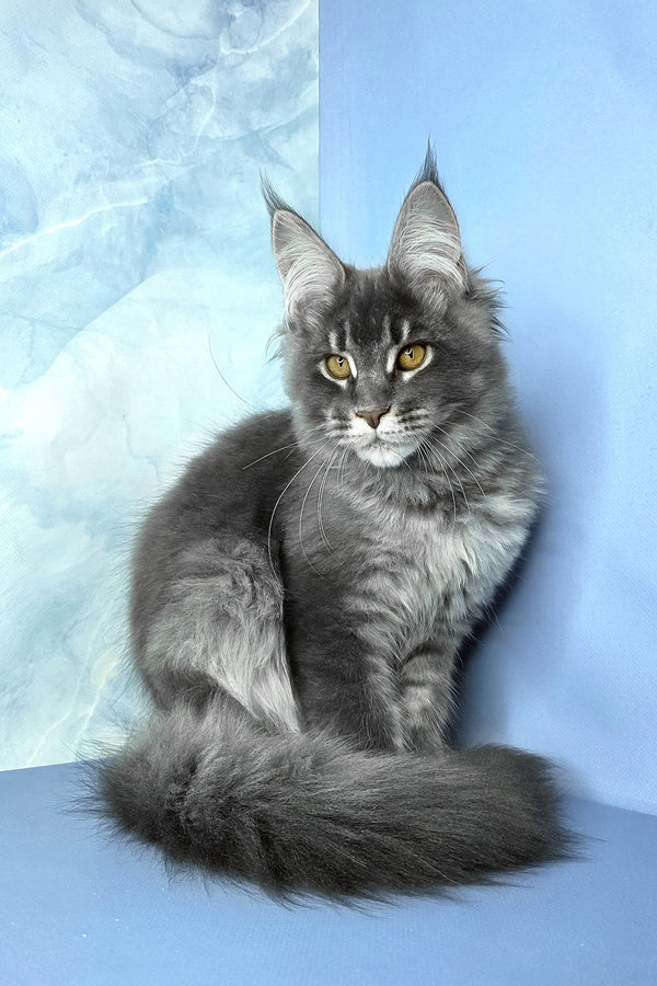 Asher | Maine Coon Kitten