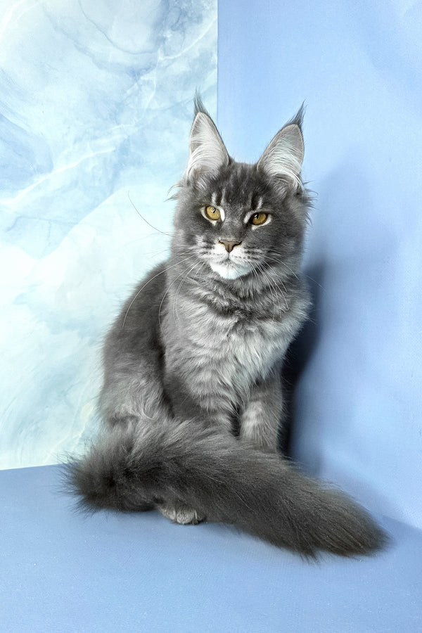 Asher | Maine Coon Kitten