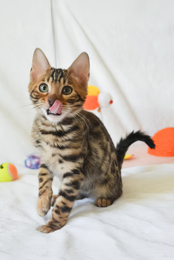 Asher | Bengal Kitten