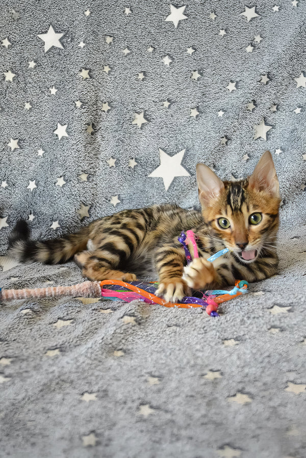 Asher | Bengal Kitten