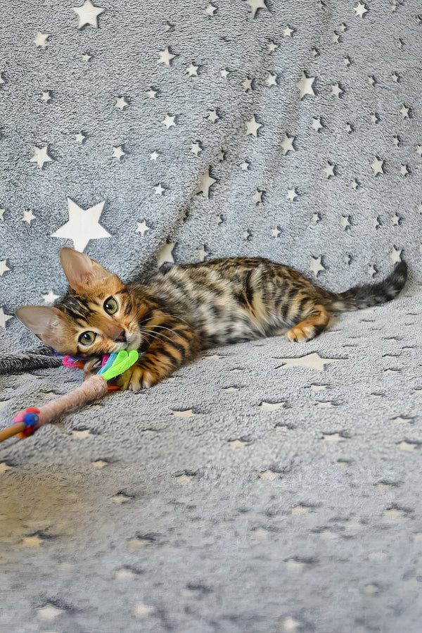 Asher | Bengal Kitten
