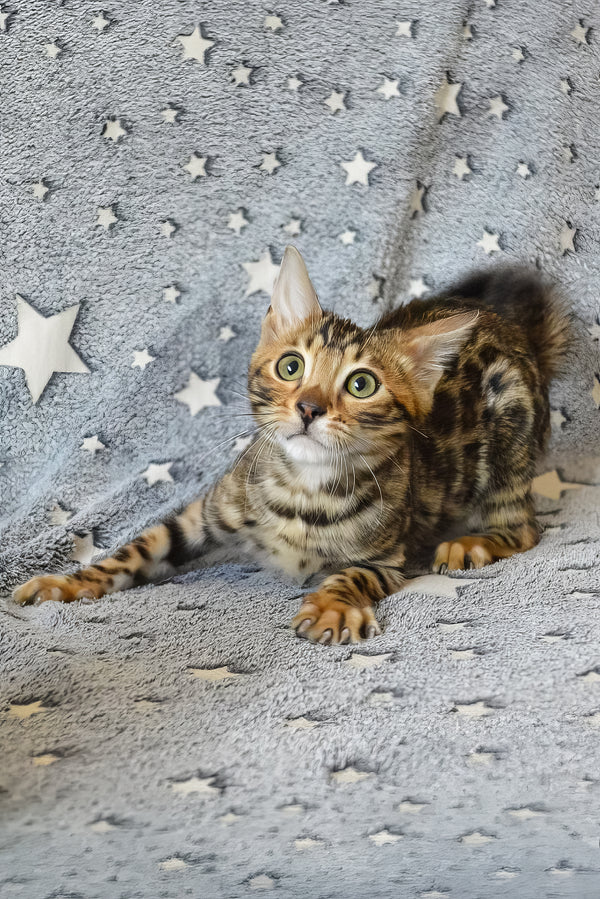 Asher | Bengal Kitten