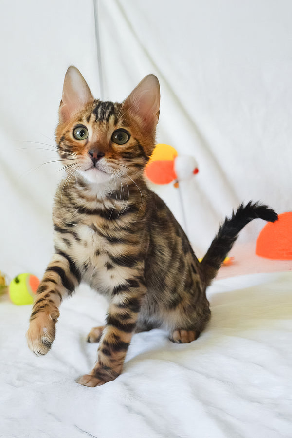 Asher | Bengal Kitten