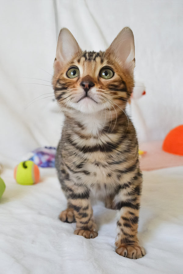 Asher | Bengal Kitten