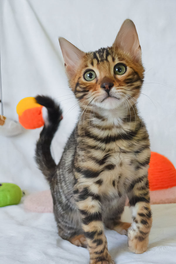 Asher | Bengal Kitten