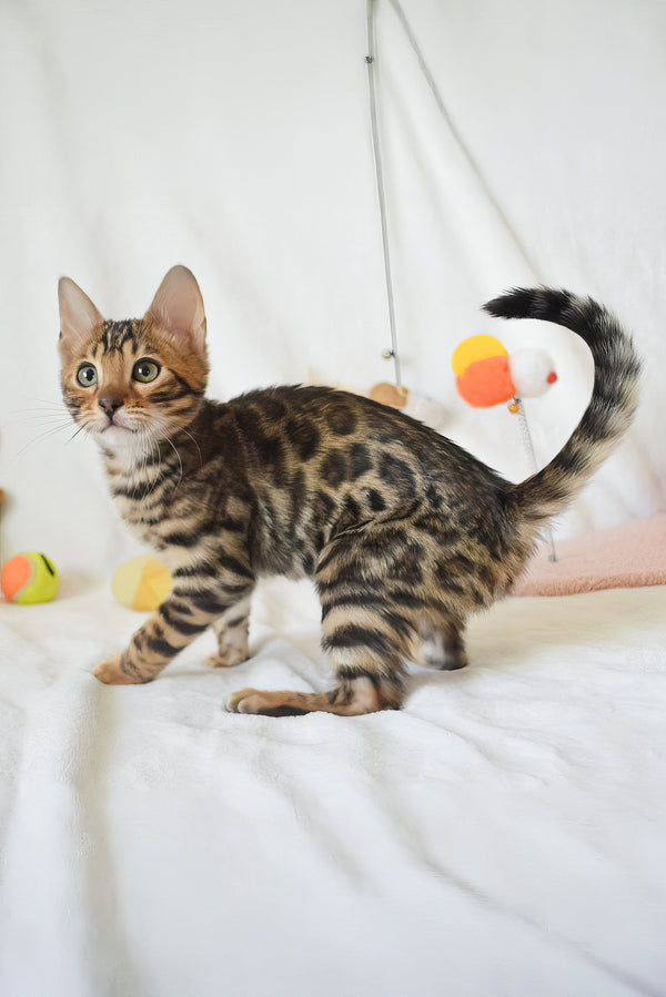 Asher | Bengal Kitten