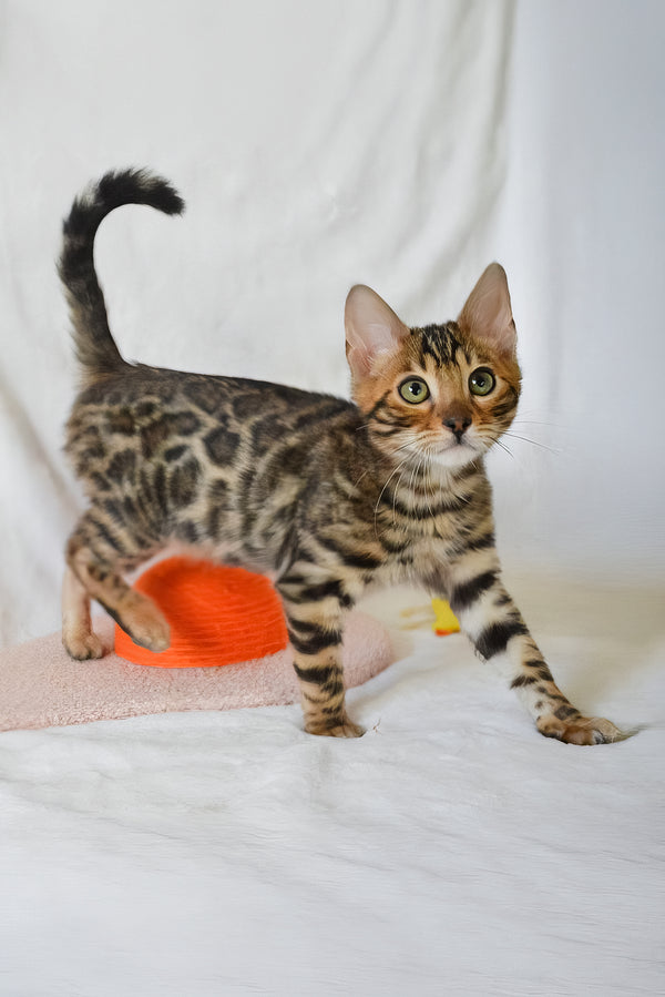 Asher | Bengal Kitten