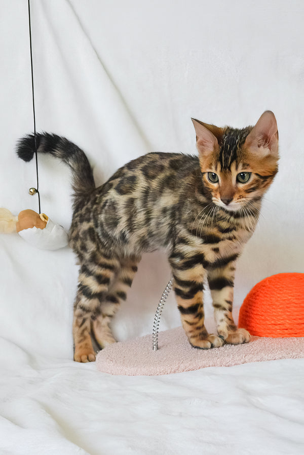 Asher | Bengal Kitten