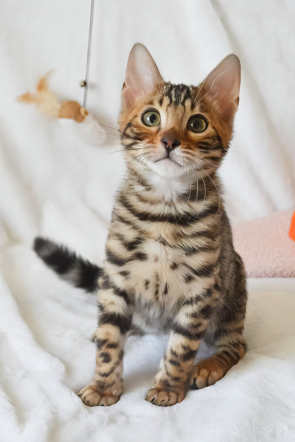 Asher | Bengal Kitten