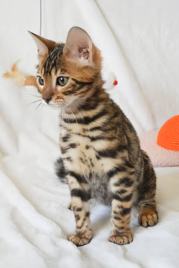Asher | Bengal Kitten