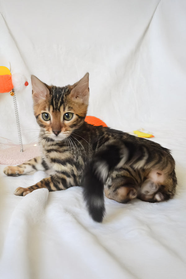 Asher | Bengal Kitten