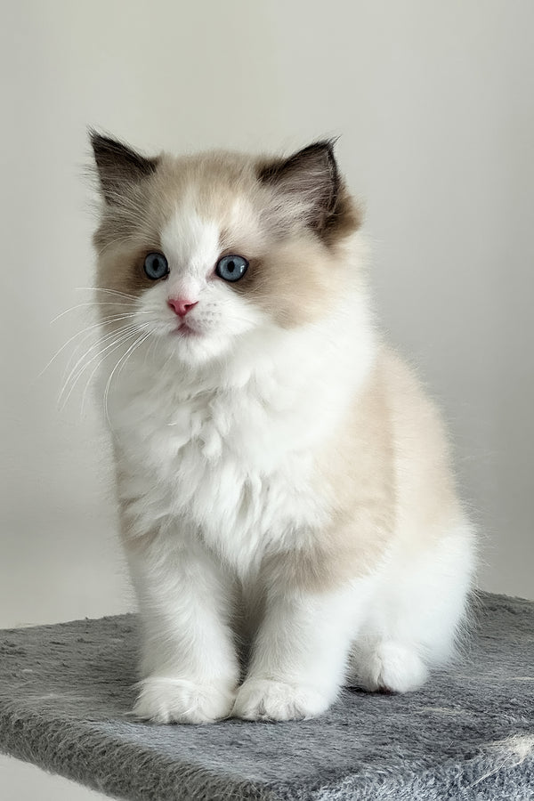 Aslan | Ragdoll Kitten