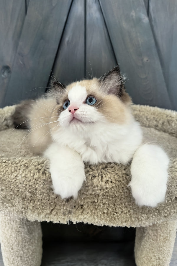 Aslan | Ragdoll Kitten