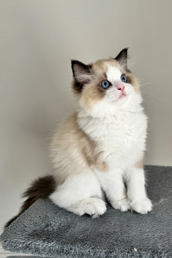 Aslan | Ragdoll Kitten
