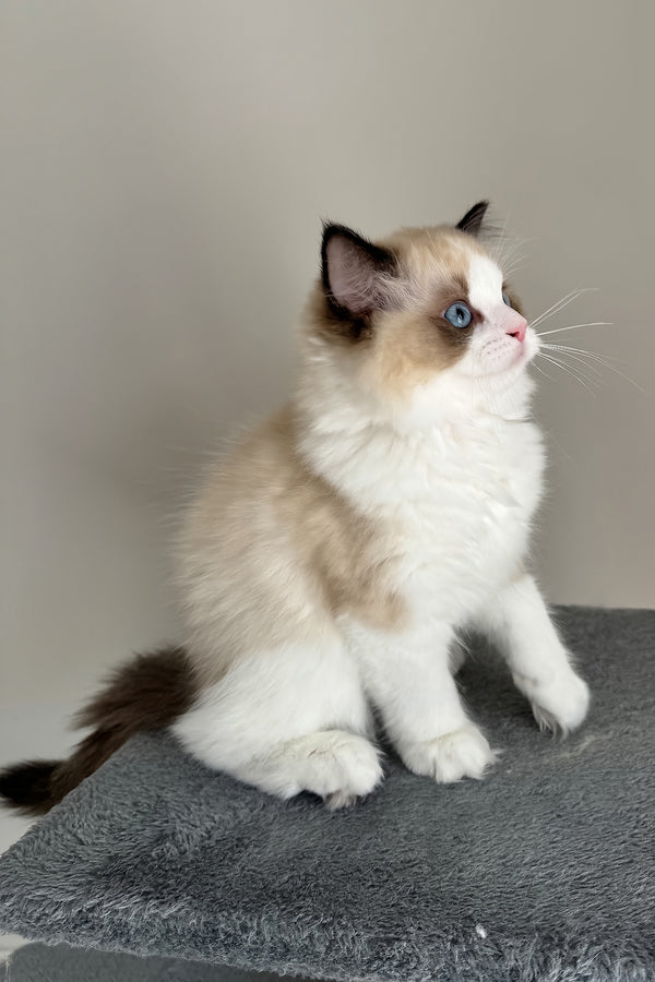 Aslan | Ragdoll Kitten