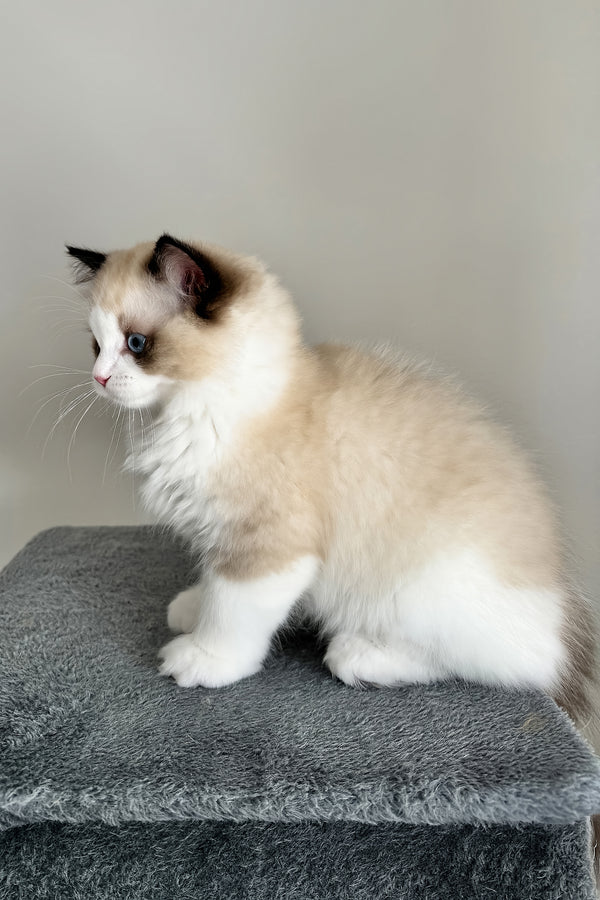 Aslan | Ragdoll Kitten