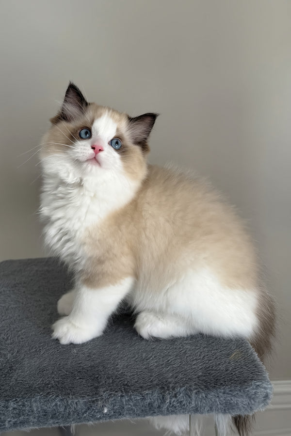 Aslan | Ragdoll Kitten