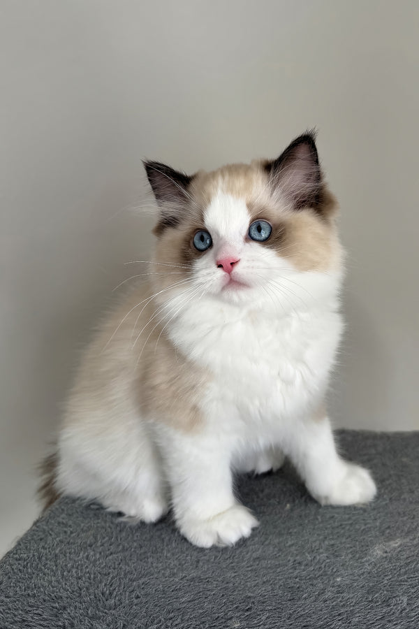 Aslan | Ragdoll Kitten