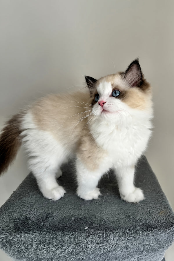 Aslan | Ragdoll Kitten