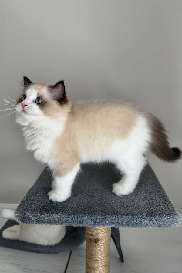 Aslan | Ragdoll Kitten