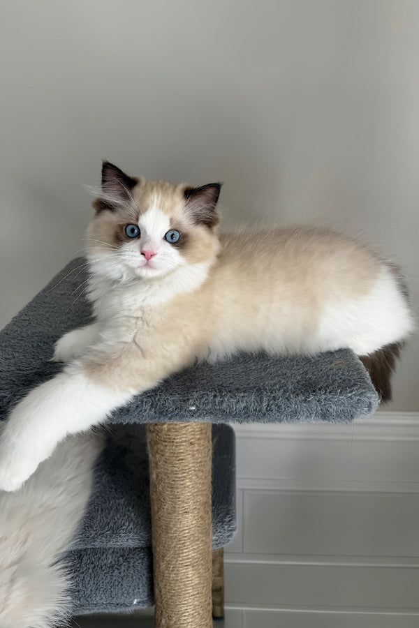 Aslan | Ragdoll Kitten