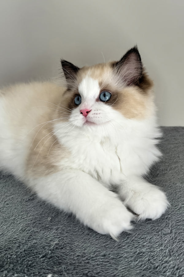 Aslan | Ragdoll Kitten
